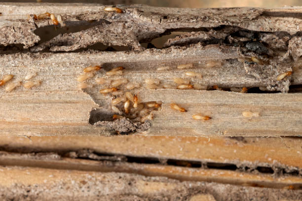 Best Termite Control Services  in Crowley, TX